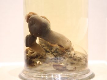 <strong>ハドリアヌスタケ標本</strong><br> 熊楠もそれまで見たことのないキノコであり、その独特のにおいや特異な形に、大いに興味を持ったようである。<br> 「･･･生きた時は牛蒡の臭気あり、全体紫褐色、陰茎の前皮がむけたる形そっくりなり。インドより輸入して久しく庫中に貯えられたる綿花の塊に生えたる也。（1931,10,18 今井三子宛書簡）」と挿絵をつけて説明している。