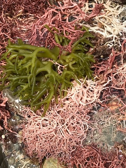 海藻漂着 6月24日 水 南方熊楠記念館