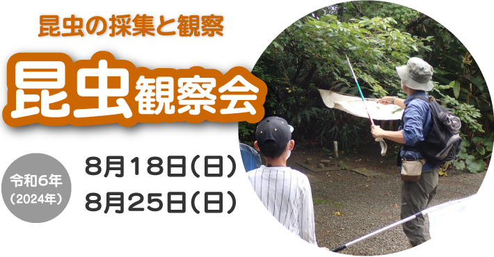 昆虫観察会（8/18、8/25 開催）