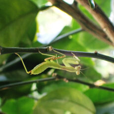 観察会で見つけた昆虫